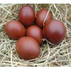 Cuckoo Maran Hatching Eggs